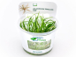 Preview: Zwergschwertpflanze - Helanthium tenellum ´Red´ in vitro